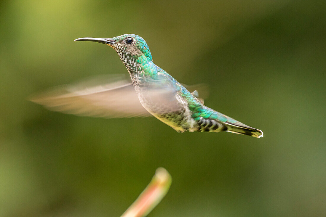 Costa Rica, Sarapiqui-Fluss-Tal. Weiblicher Weißhals-Jacobin im Flug