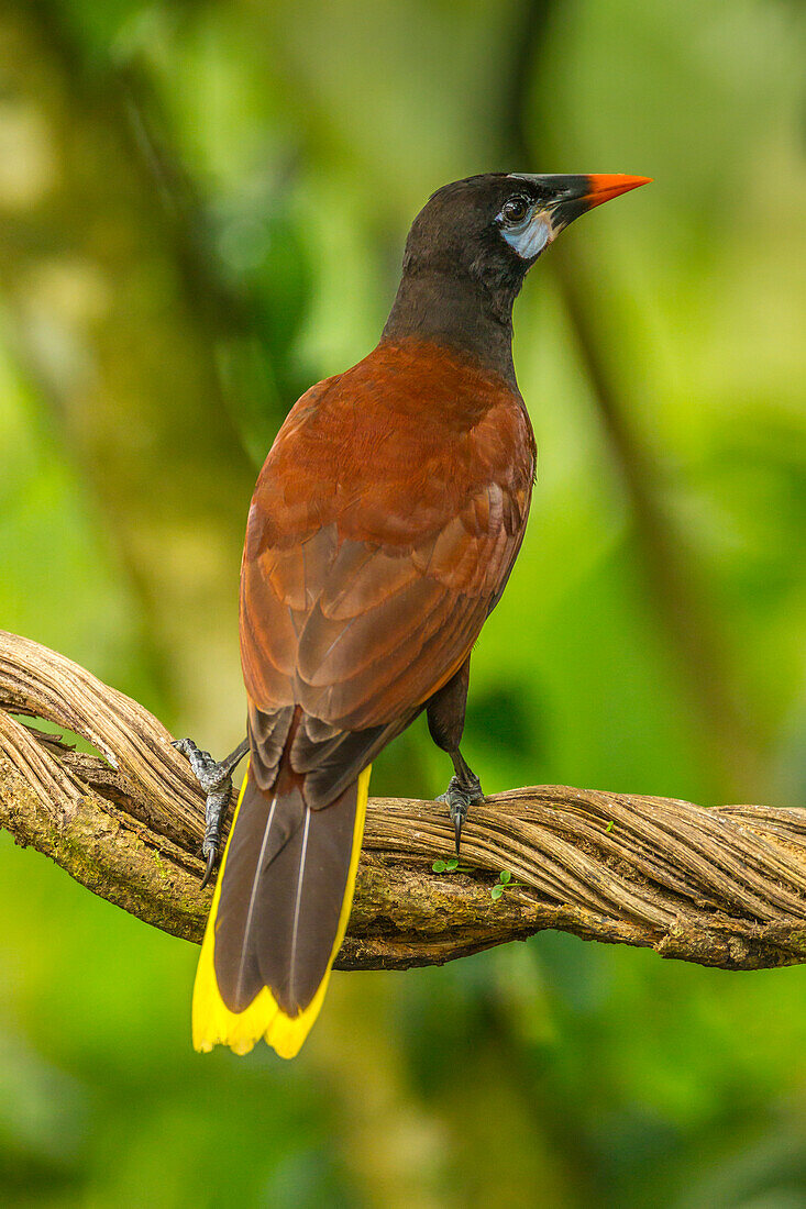 Costa Rica, Sarapiqui River Valley. Montezuma oropendola bird on vine