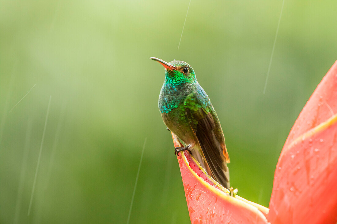 Costa Rica, Sarapiqui-Fluss-Tal. Rotschwanzkolibri auf Helikonienpflanze