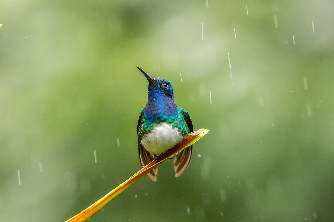 Costa Rica, Sarapiqui-Fluss-Tal. Männlicher Weißhalskolibri auf einem Blatt im Regen