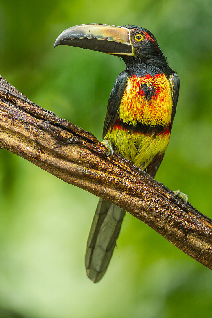 Costa Rica, Biologische Forschungsstation La Selva. Halsbandaricari auf einem Baumstumpf