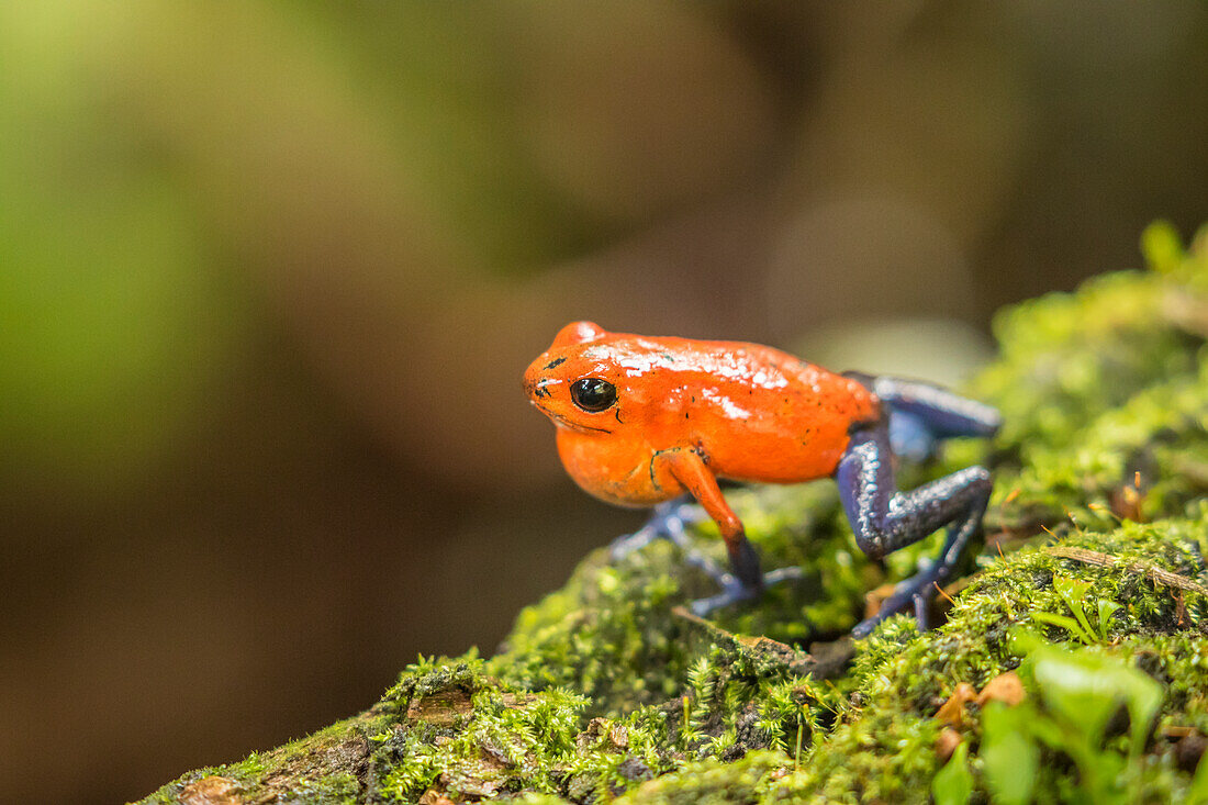 Costa Rica, Sarapiqui River Valley. Strawberry poison dart frog on limb