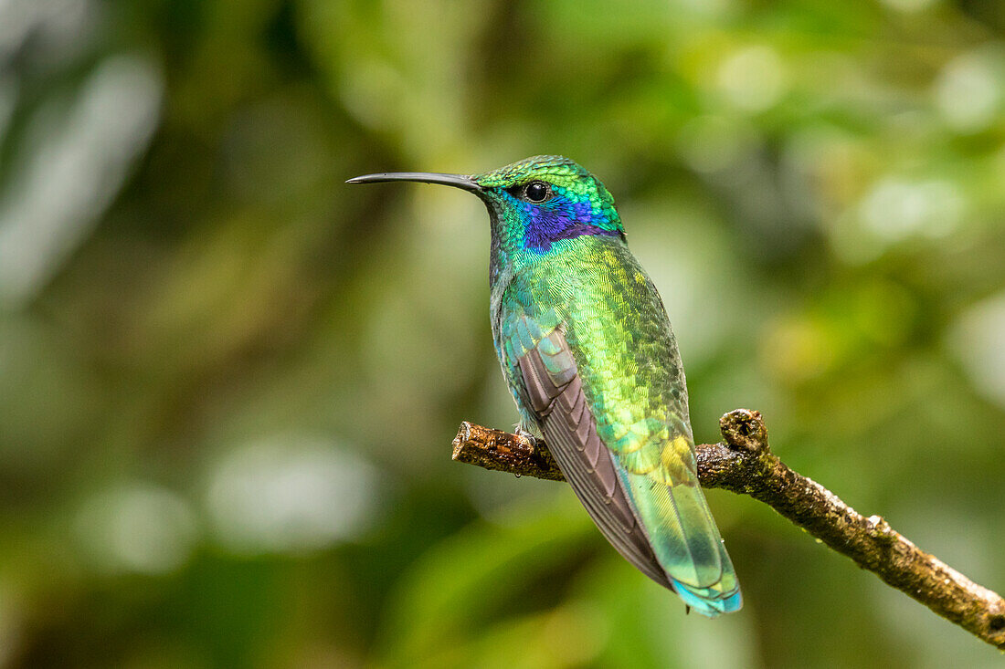 Costa Rica, Monte Verde Nebelwald-Reservat. Grünes Veilchenohr Nahaufnahme