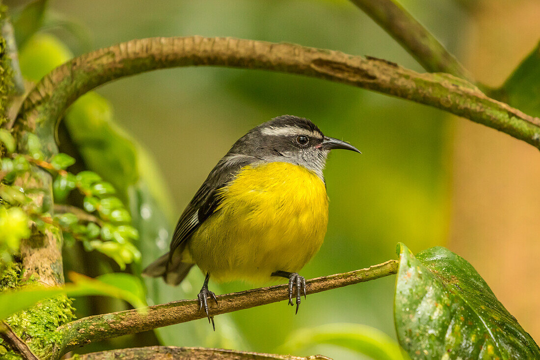 Costa Rica, Monte Verde-Nebelwald-Reservat. Bananaquit-Vogel Nahaufnahme