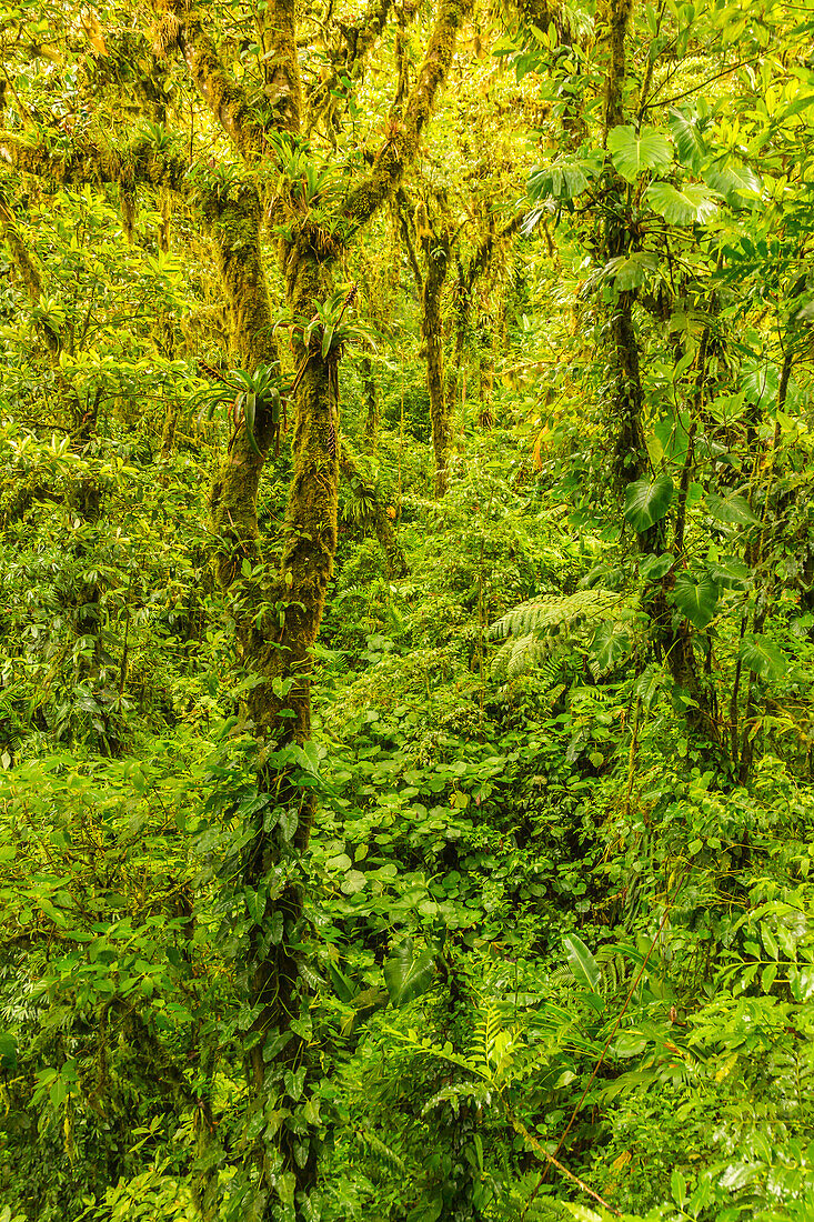Costa Rica, Monte Verde Cloud Forest Reserve. Rainforest scenic