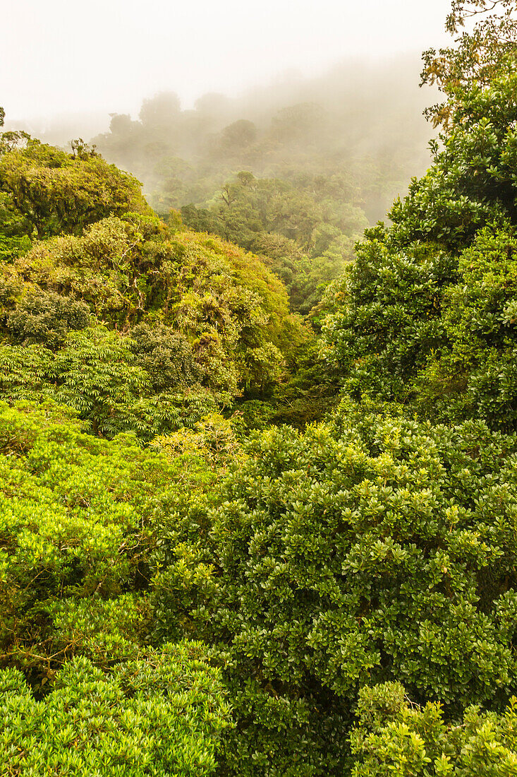 Costa Rica, Monte Verde Cloud Forest Reserve. Rainforest landscape