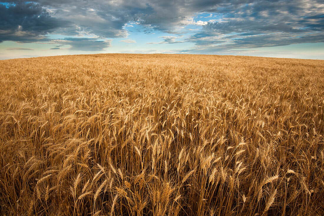 United States, South Dakota, Large wheat field and clouds