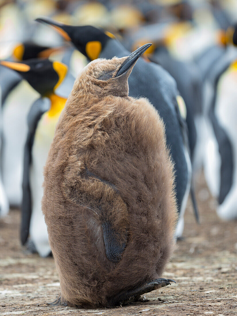 Königspinguin-Küken mit braunem Gefieder, Falklandinseln.