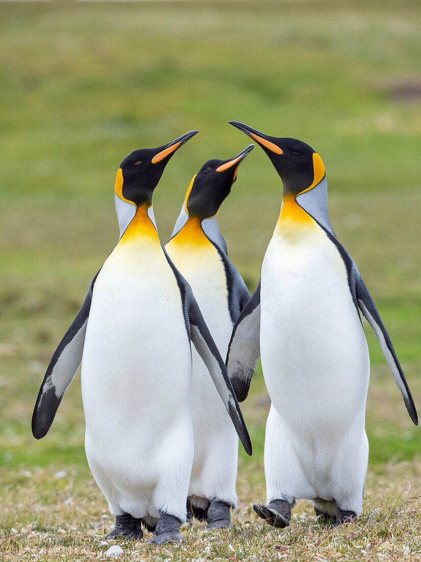 Königspinguin bei der Balz, Falklandinseln.