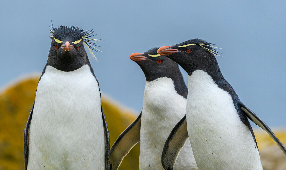 Falkland Islands, Saunders Island. Southern rockhopper penguins group portrait.