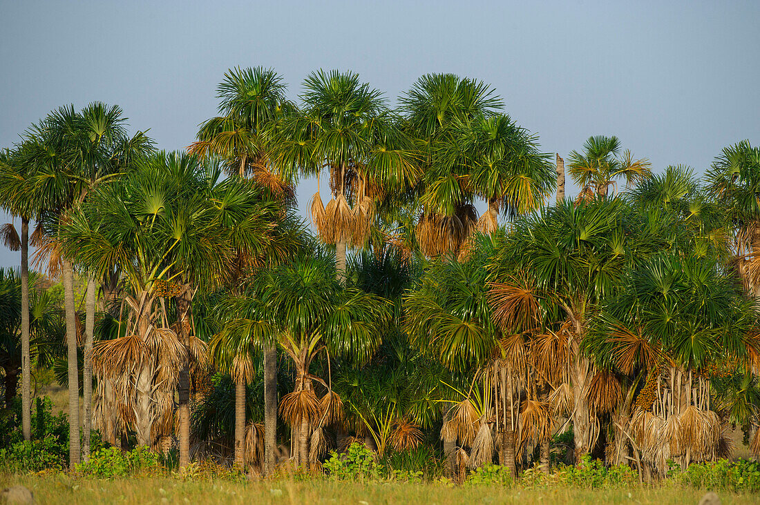 Mauritia (Moriche) Palm (Mauritia flexuosa), Savanna Rupununi, Guyana. Used for thatching