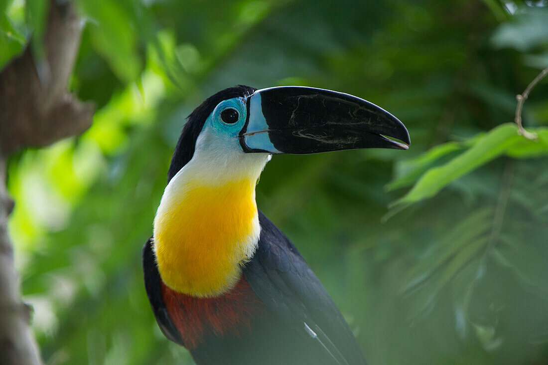 Kanalschnabeltukan (Rhamphastos vitellinus), Zoo Georgetown, Guyana