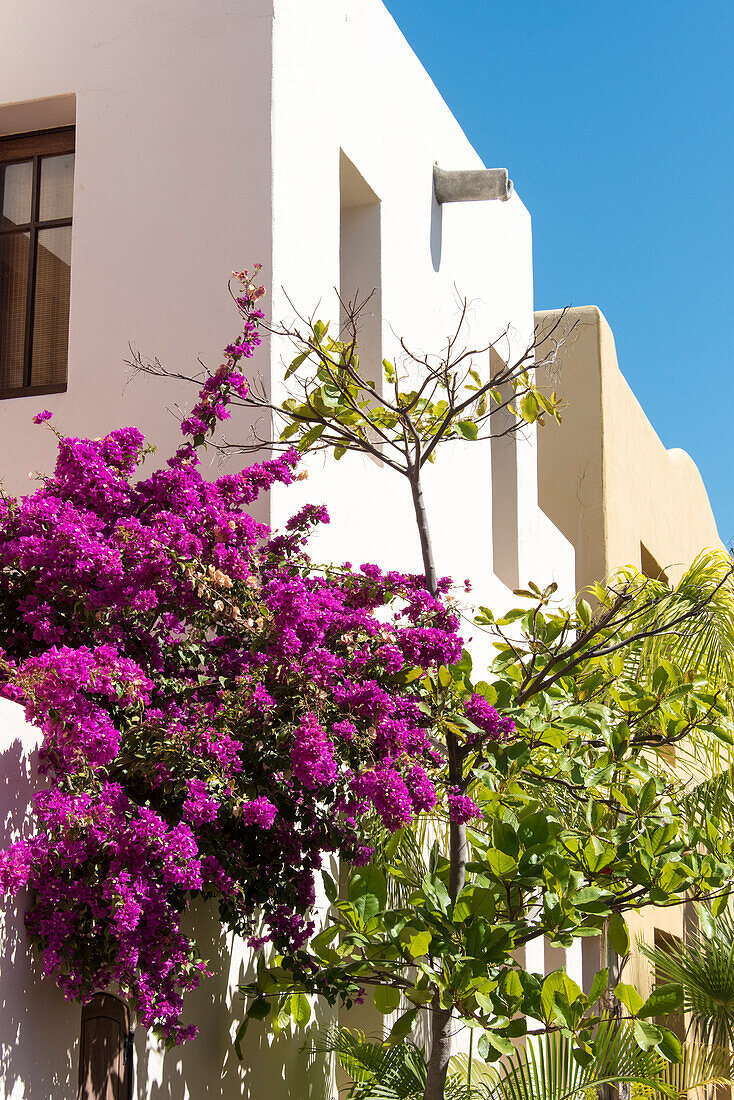Mexico, Baja California Sur, Loreto. Colorful display of bougainvillea on building against bright blue sky