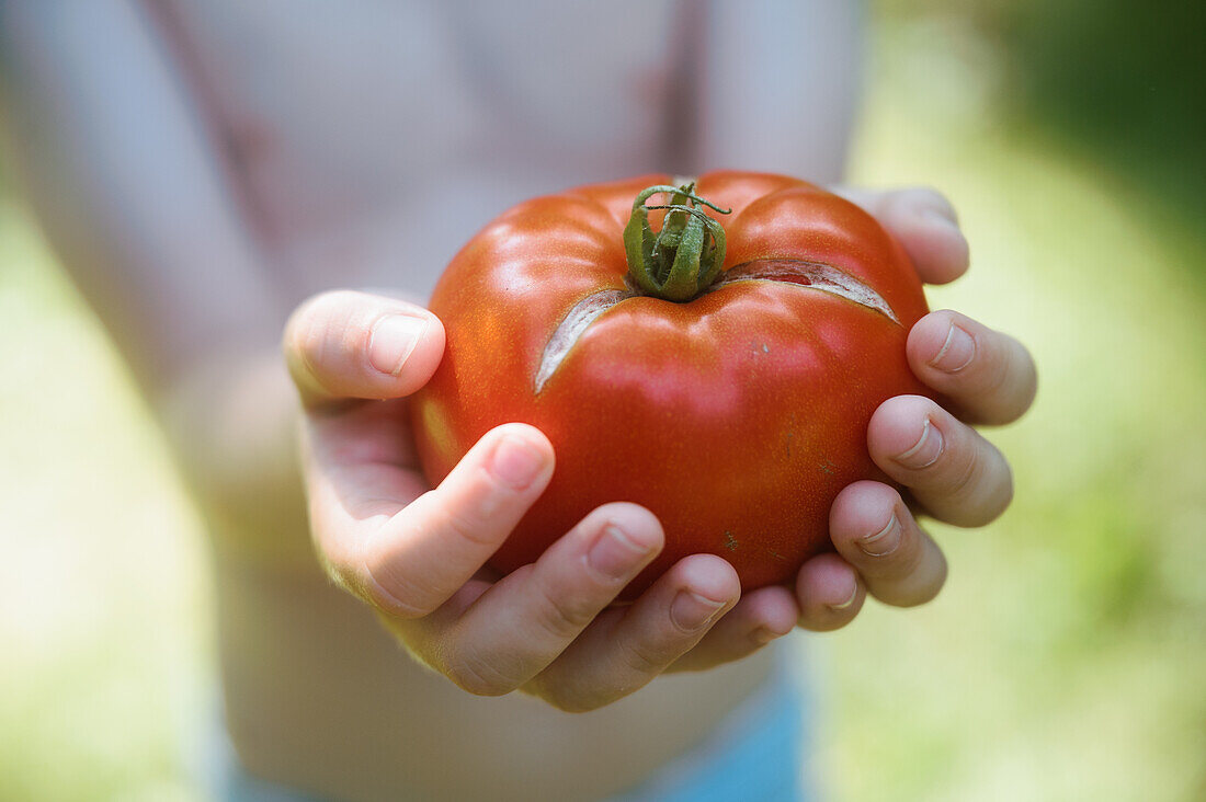 Nahaufnahme der Hände eines hemdlosen Jungen (6-7), der eine frisch gepflückte Tomate hält