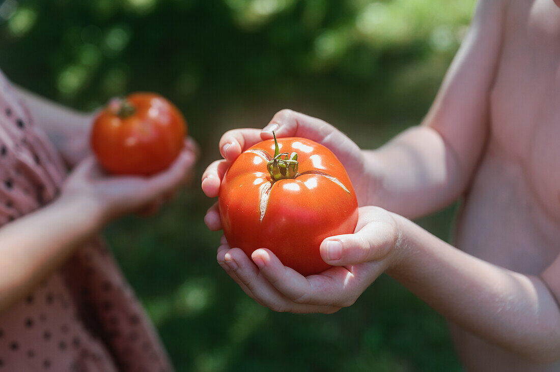 Nahaufnahme von Jungen (6-7) und Mädchen (8-9), die reife Tomaten in den Händen halten