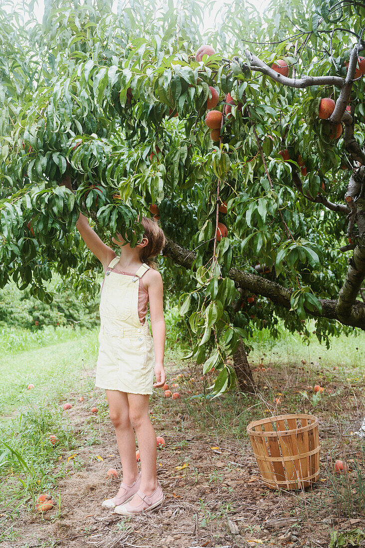 Mädchen (8-9) pflückt Pfirsiche vom Baum im Obstgarten
