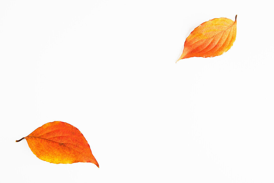 Autumn dogwood leaves on white background