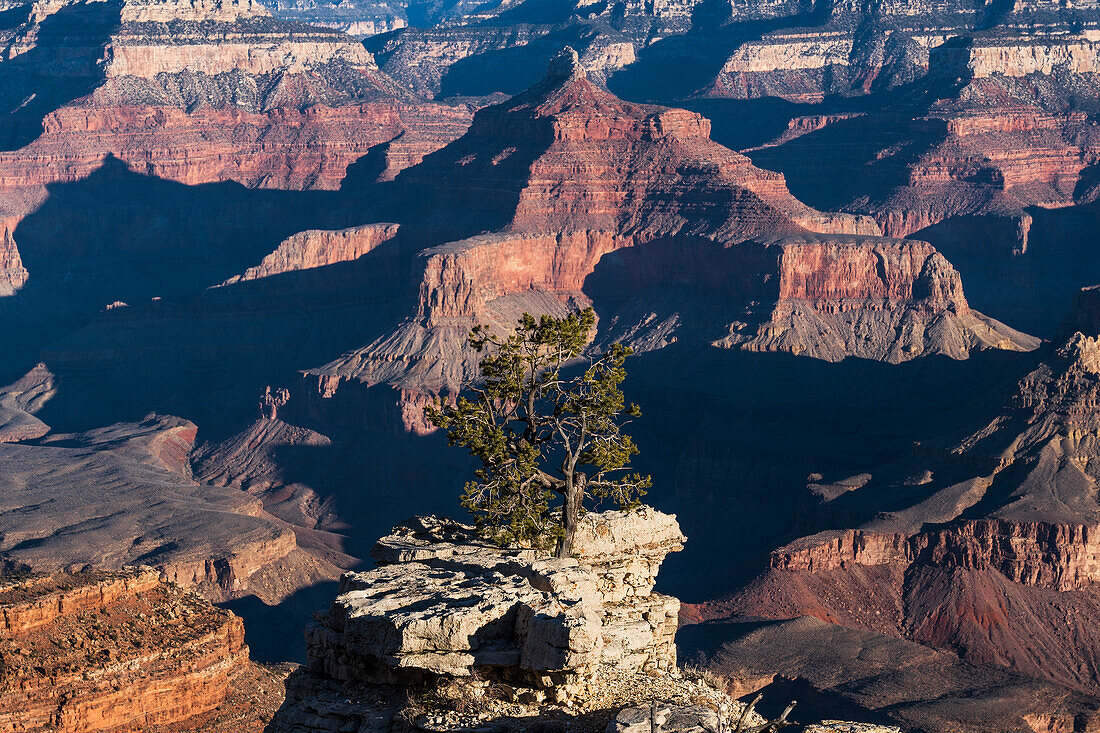 United States, Arizona, Grand Canyon National Park, Pinon tree at edge of South Rim