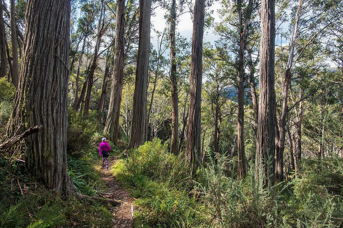 Australien, Neusüdwales, Frau wandert im Wald auf dem Merritt's Nature Track im Kosciuszko-Nationalpark