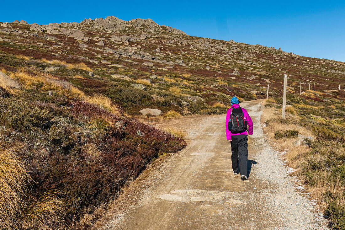 Australia, NSW, Kosciuszko National Park, Woman hiking at Charlotte Pass