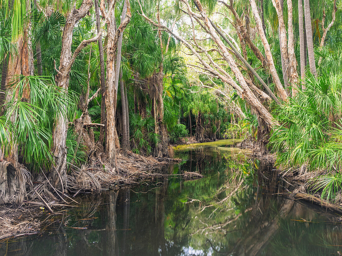 Australien, Queensland, Agnes Water, Üppige Bäume entlang eines schmalen Baches im Wald 