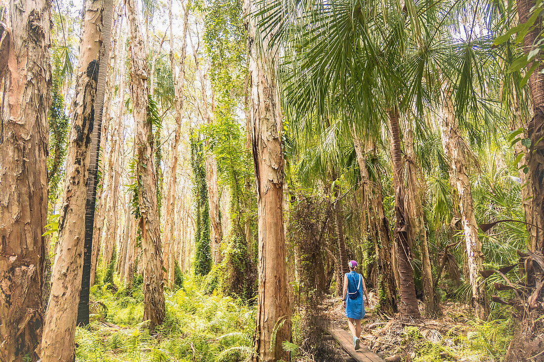 Australia, Queensland, Agnes Water, Woman walking on boardwalk in forest