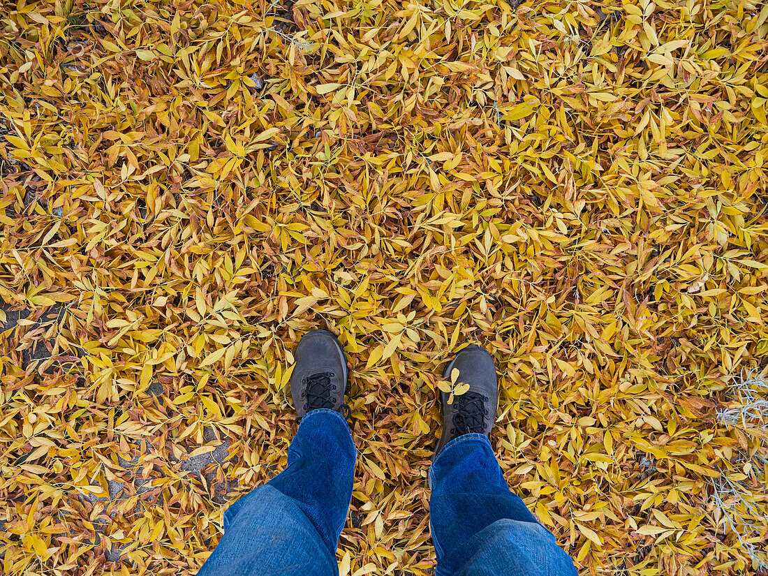 Vereinigte Staaten, New Mexico, Santa Fe, Mann in blauen Jeans steht in gefallenen gelben Blättern 