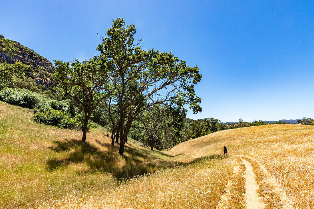 USA, California, Santa Margarita, Woman on road among golden fields