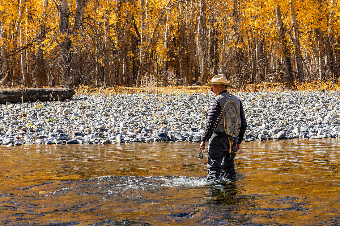 USA, Idaho, Bellevue, Rear view of senior fisherman wading in Big Wood River in Autumn