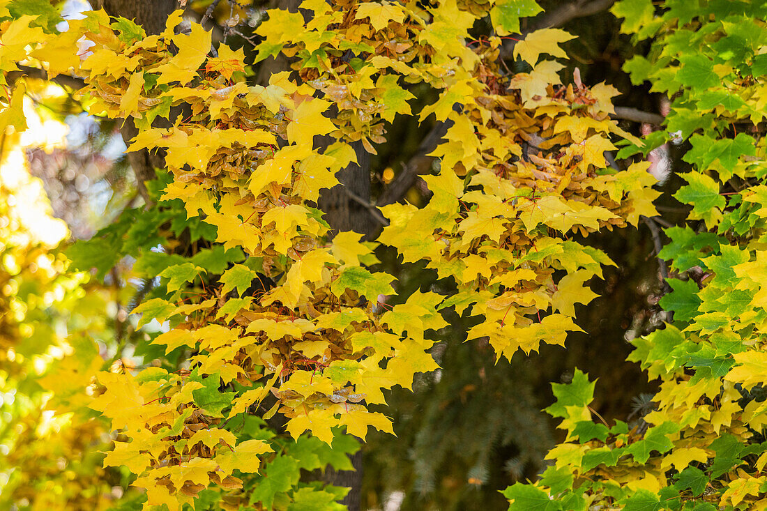 Herbstlaub im Baum 