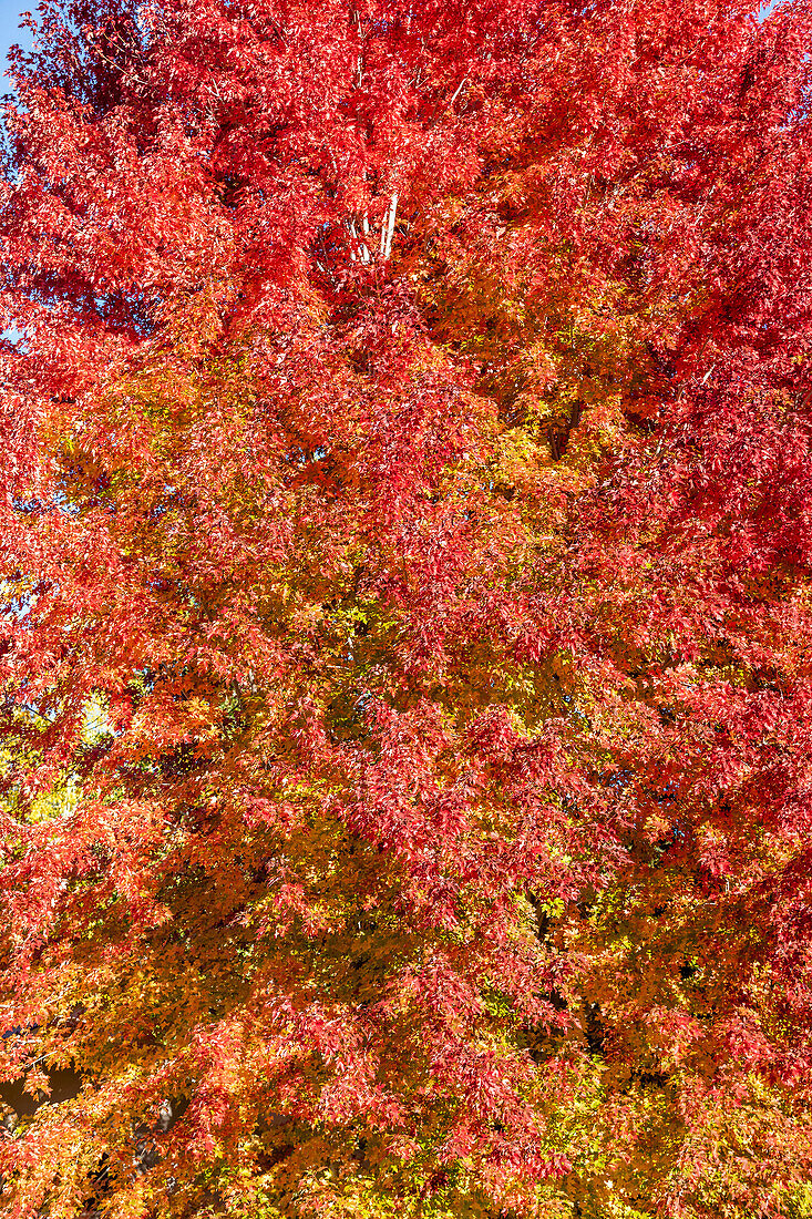 Red and yellow tree in autumn