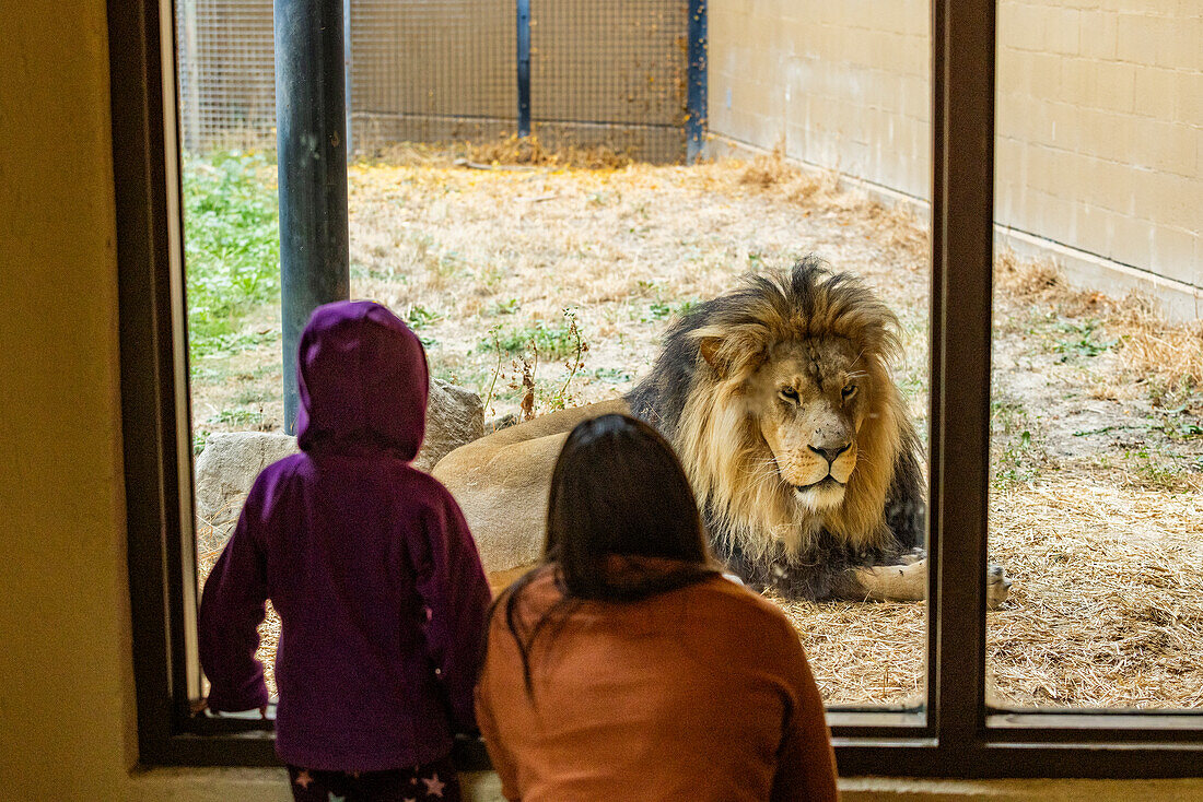 Mother and daughter (6-7) looking at African Lion at Boise Zoo