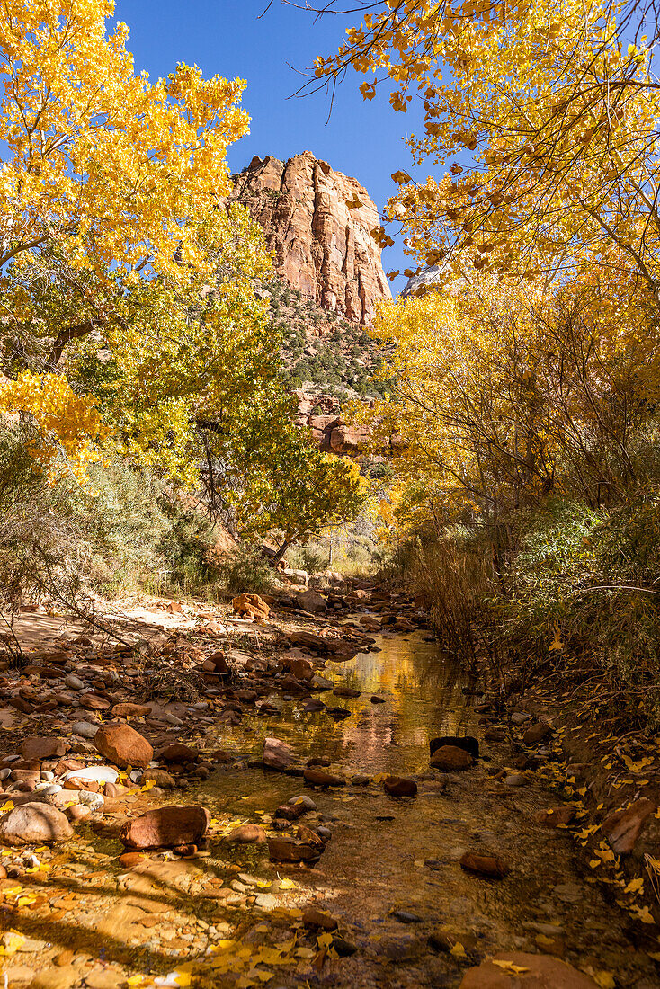 Creek and autumn foliage in Zion National Park