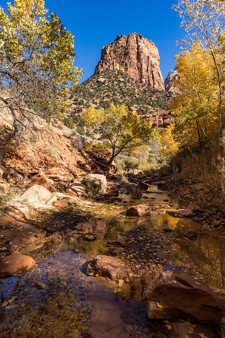 USA, Utah, Zion National Park, Creek and autumn foliage