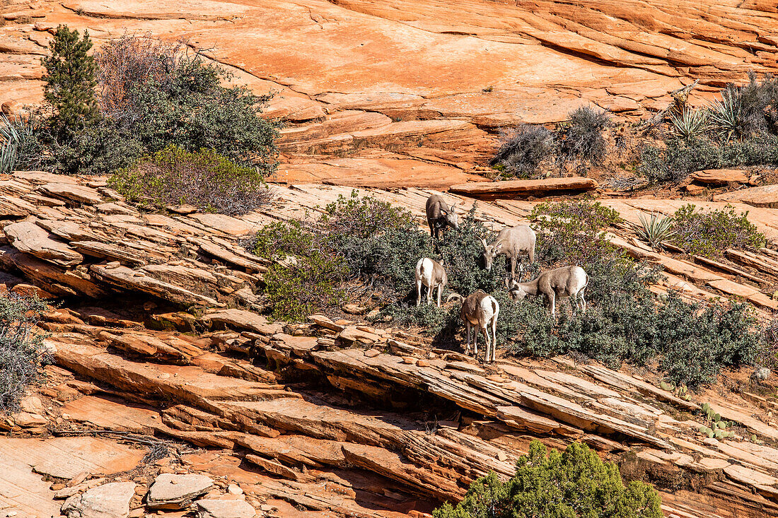 USA, Utah, Zion National Park, Mountain Bighorn Sheep grazing