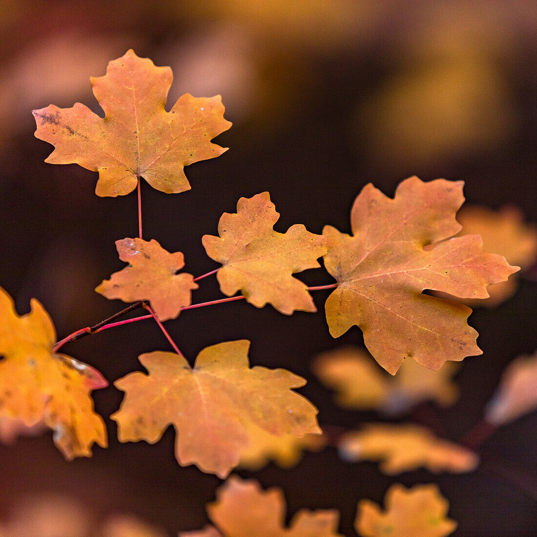 Autumn leaves on branch in Zion National Park