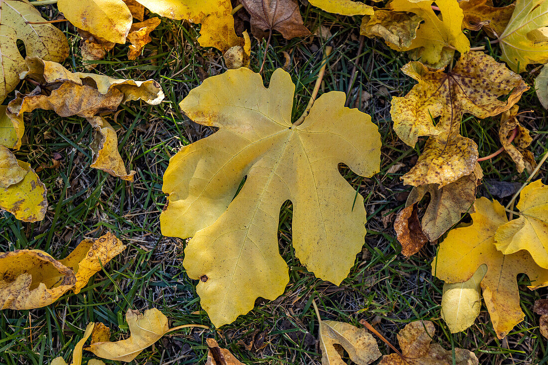 Auf dem Boden liegende Herbstfeigenblätter