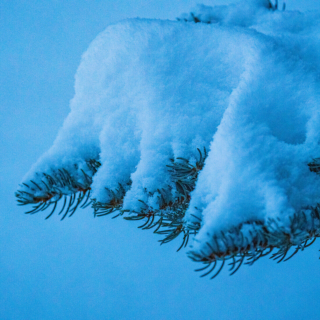 Detail von frischem Schnee auf einer Kiefer