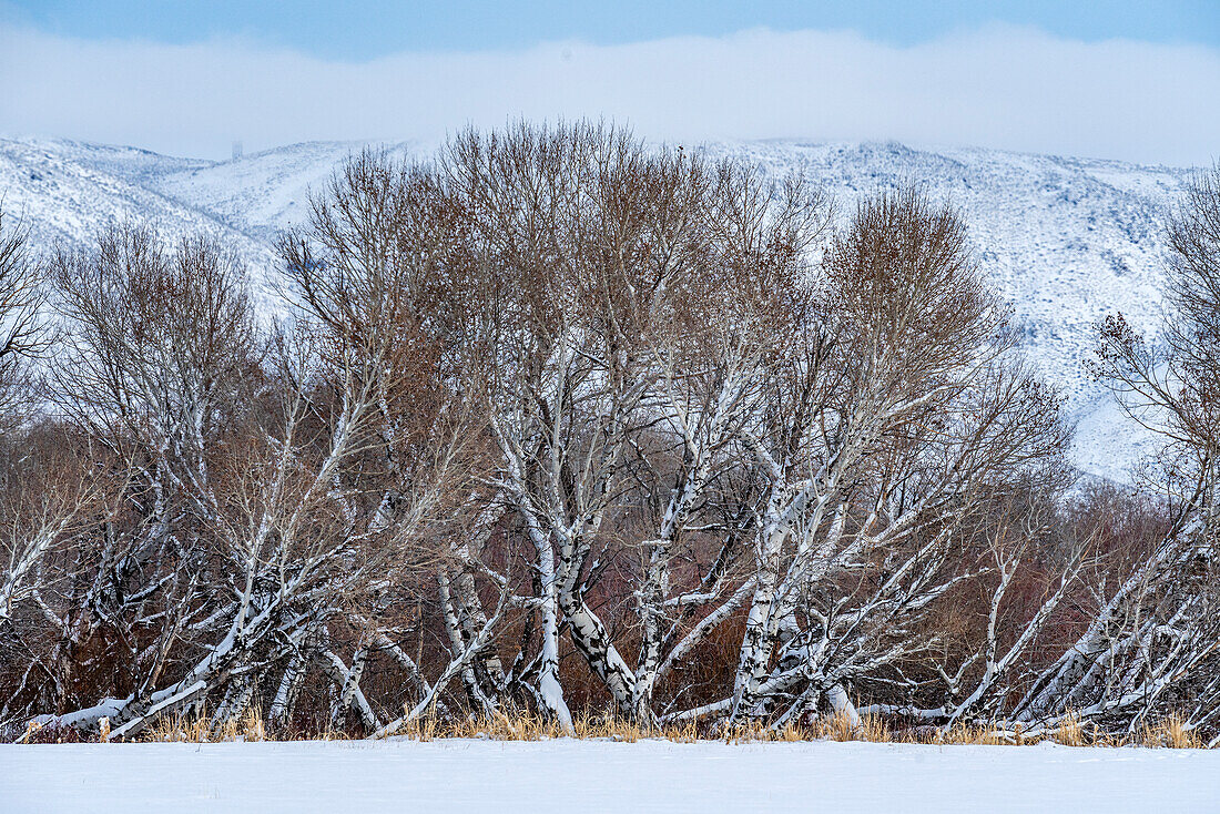 Vereinigte Staaten, Idaho, Bellevue, Hain von Bäumen im Winter