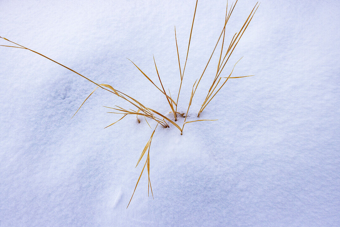 Nahaufnahme von wildem Gras im Schnee