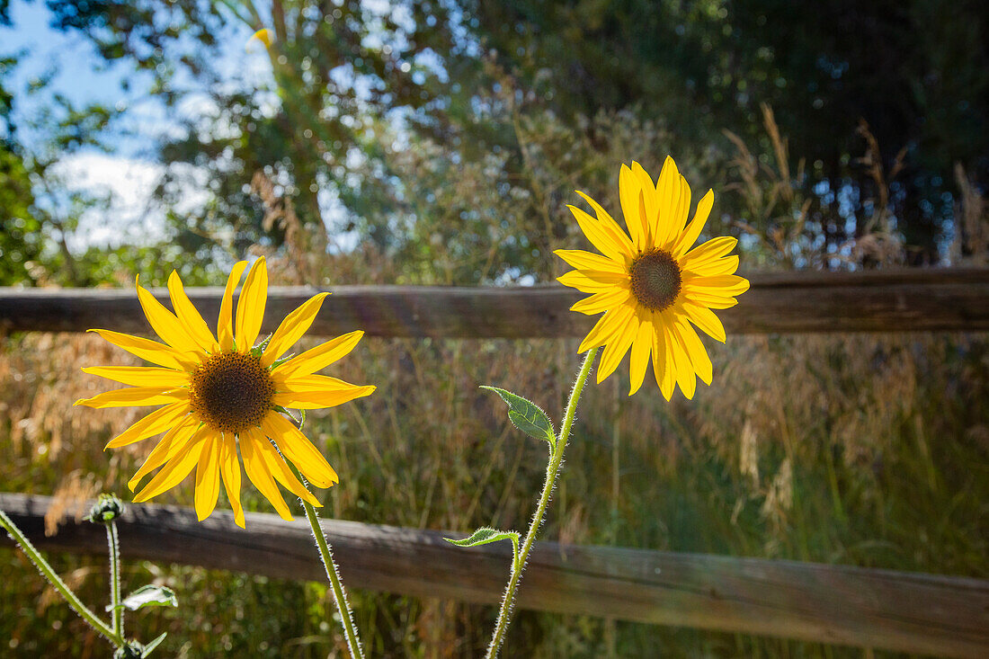 Nahaufnahme von Sonnenblumen an einem sonnigen Tag