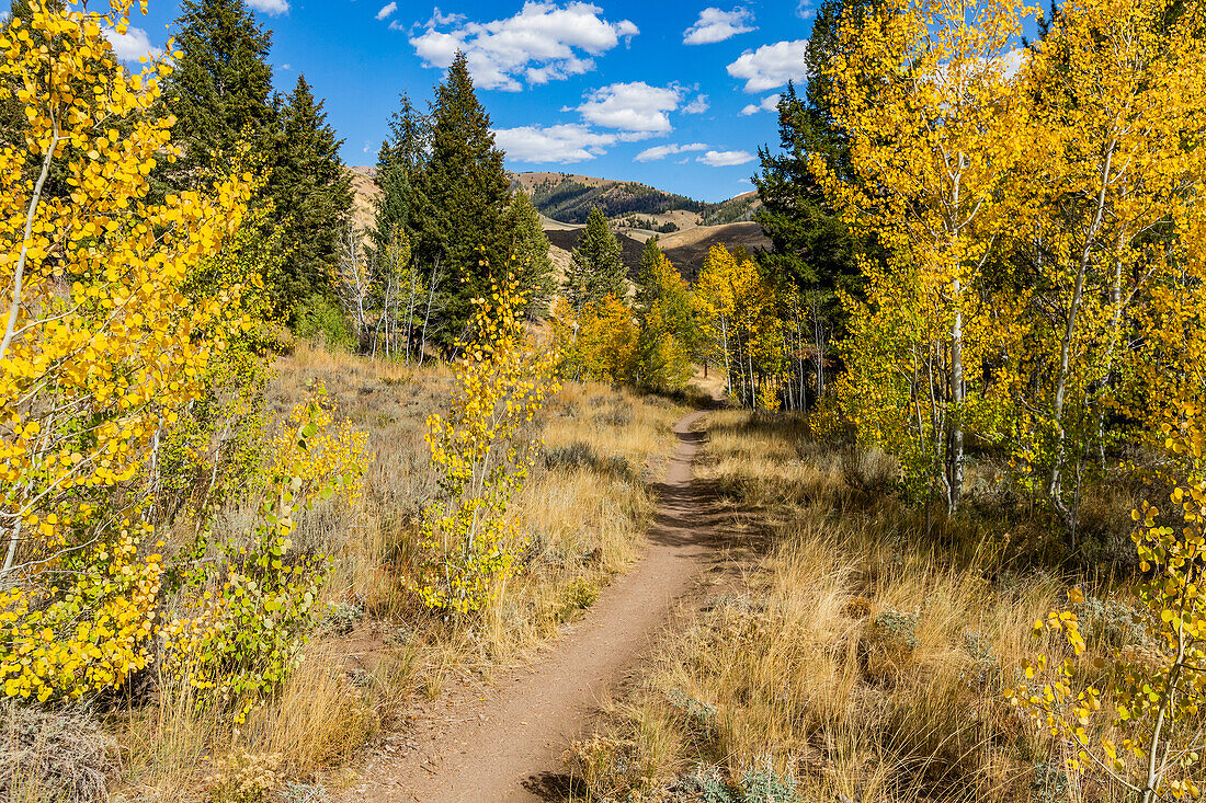 USA, Idaho, Ketchum, Hiking trail through the forest in fall 