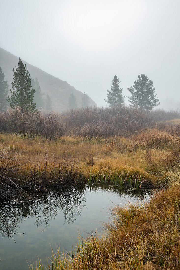 USA, Idaho, Stanley, Teich in grasbewachsenem Tal im Nebel 