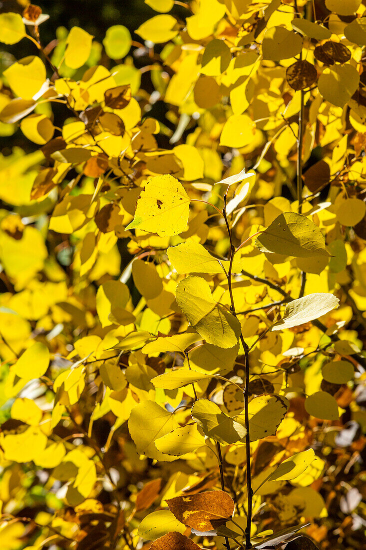 USA, Idaho, Stanley, Yellow leaves in tree at autumn 