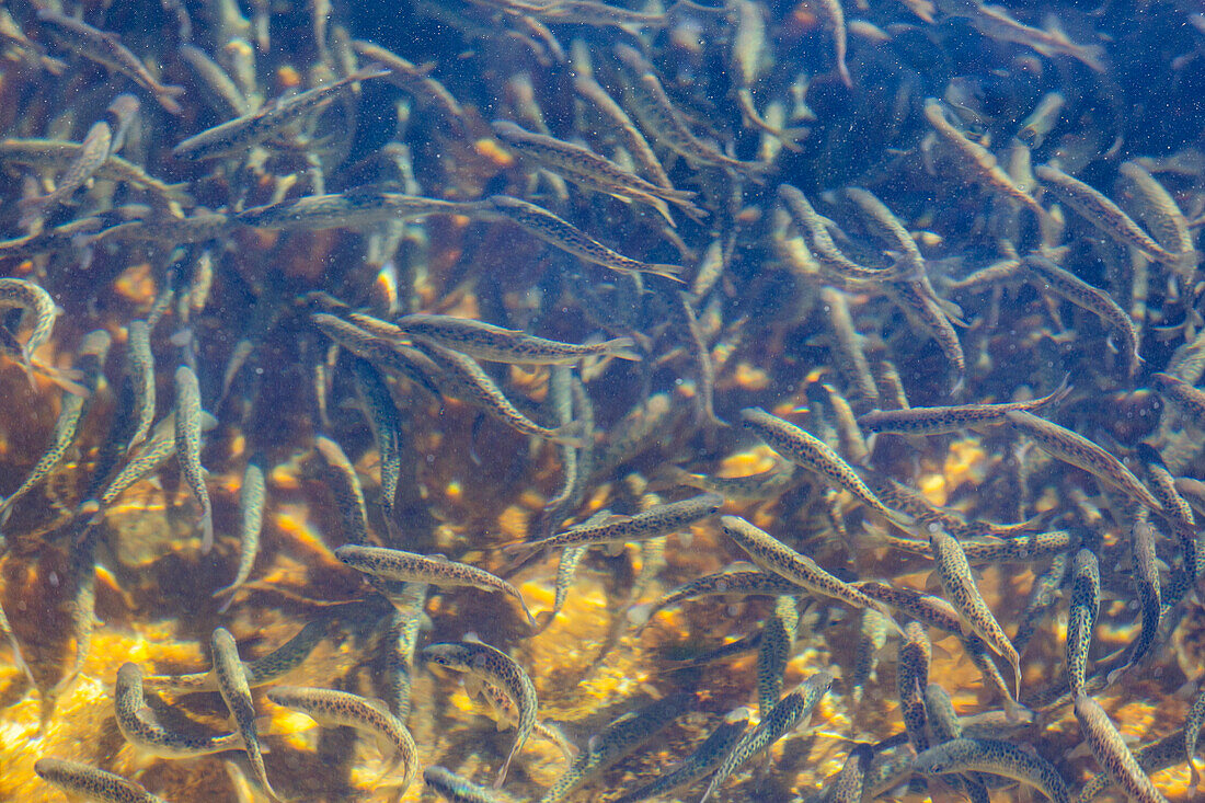 Unreife Forellen in Fischbrüterei-Teichen 