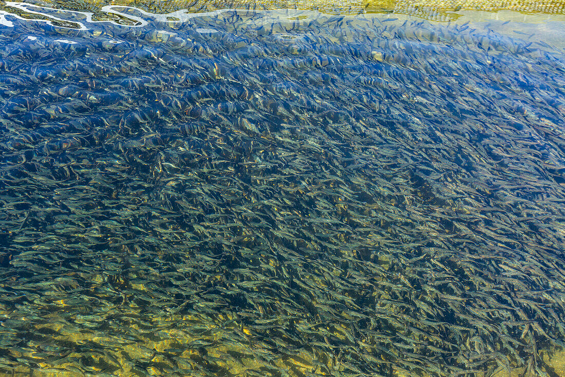 Unreife Forellen in einem Fischbrutteich