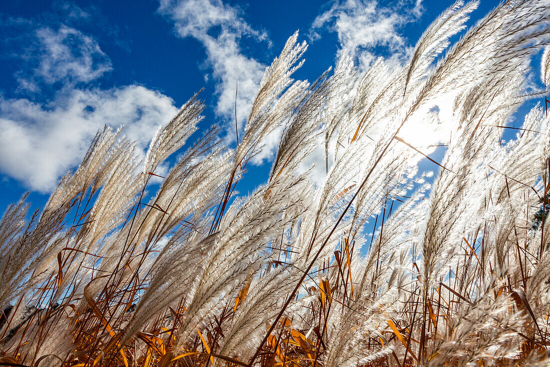 Pampasgras und blauer Himmel an einem Herbstnachmittag