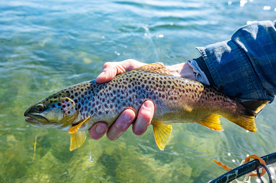 Senior man holding trout before releasing back to creek