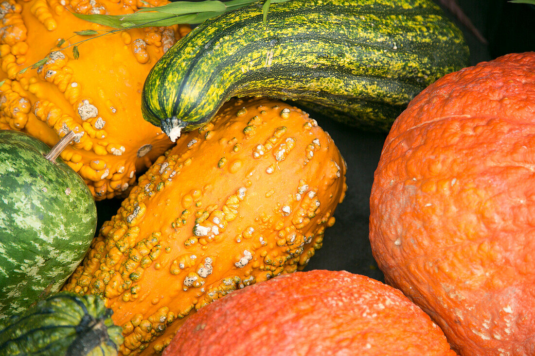 Nahaufnahme von Herbstkürbissen und Kürbissen