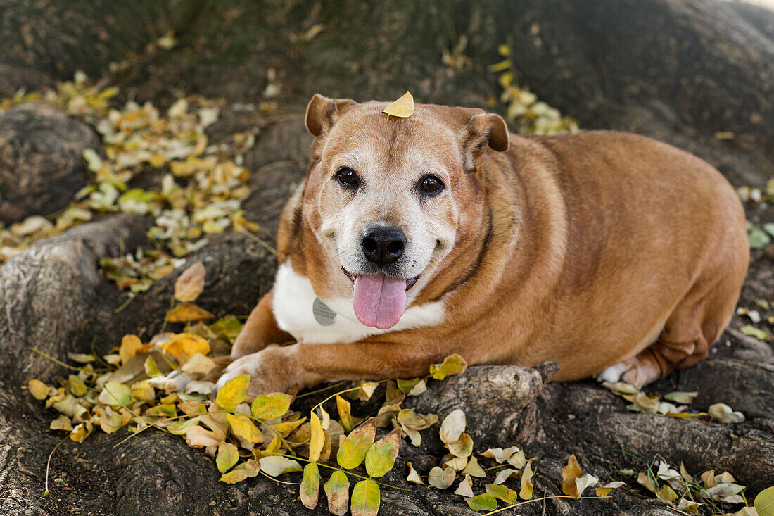 Älterer Hund ruht sich im Herbstlaub aus